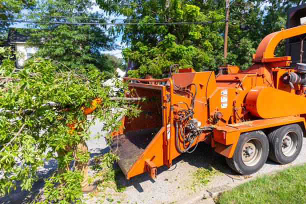 Best Stump Grinding Near Me  in Appalachia, VA